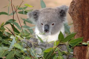 Koala dans un eucalyptus