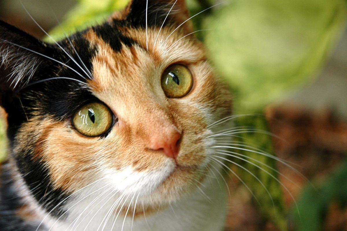 5 bonnes raisons de recevoir de l’amour et d’adopter un chat