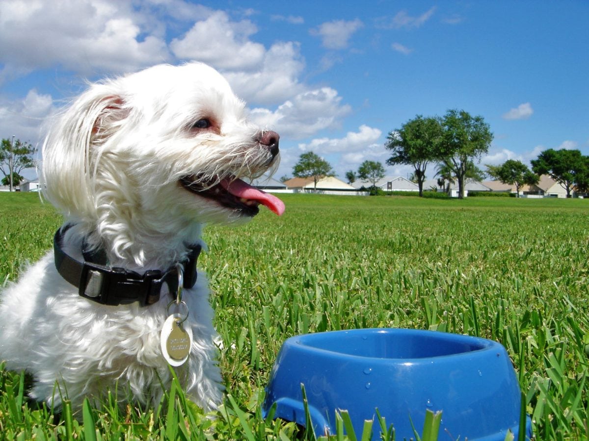 Découvrez la meilleure alimentation pour votre chien