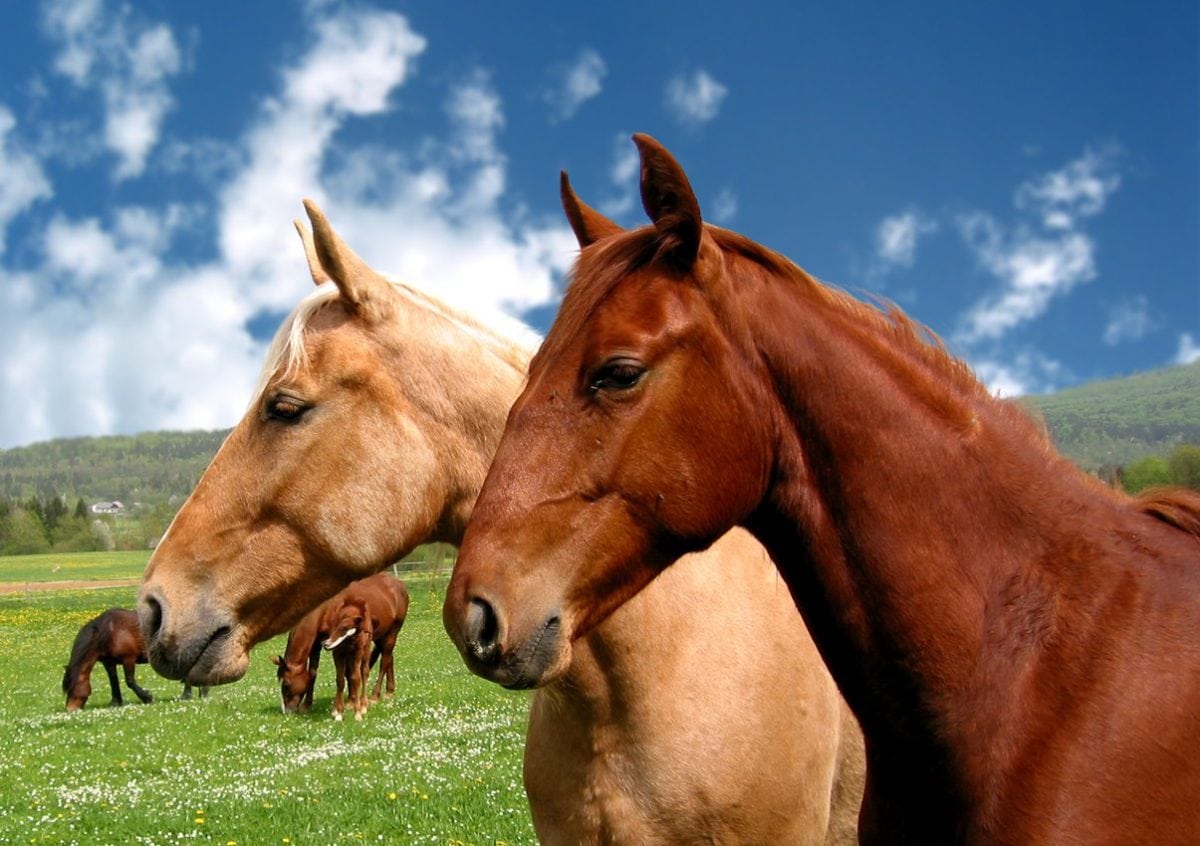 Comment bien soigner les dents de son cheval ?