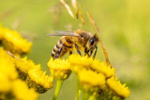 Pourquoi l’abeille sauvera la vie sur Terre ?