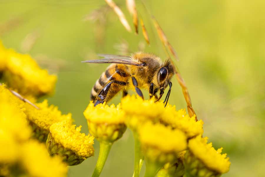 Pourquoi l’abeille sauvera la vie sur Terre ?