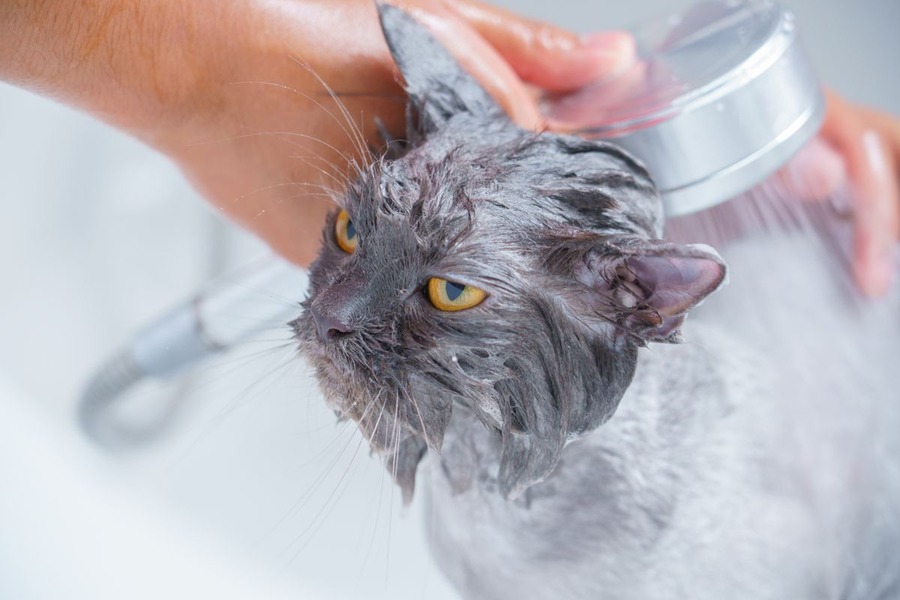 Chat gris mouillé lavé à la douche par une personne