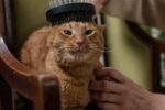 Chat roux assis sur un fauteuil pendant un brossage