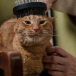 Chat roux assis sur un fauteuil pendant un brossage
