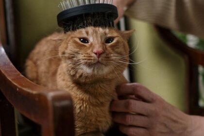 Chat roux assis sur un fauteuil pendant un brossage