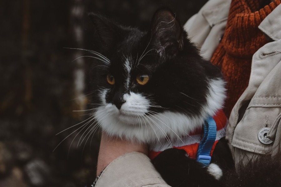 Personne portant un chat dans ses bras